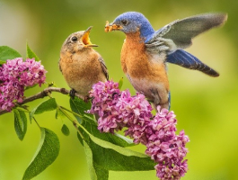 two birds on a flower