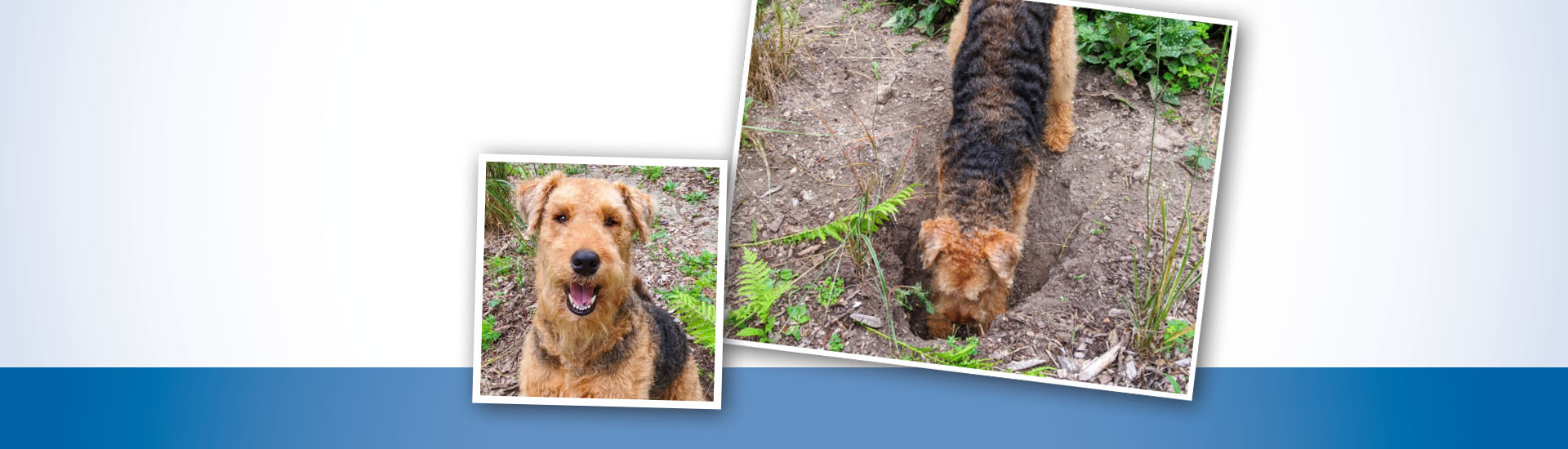 Doggone it contest featuring last year’s winner, Innes