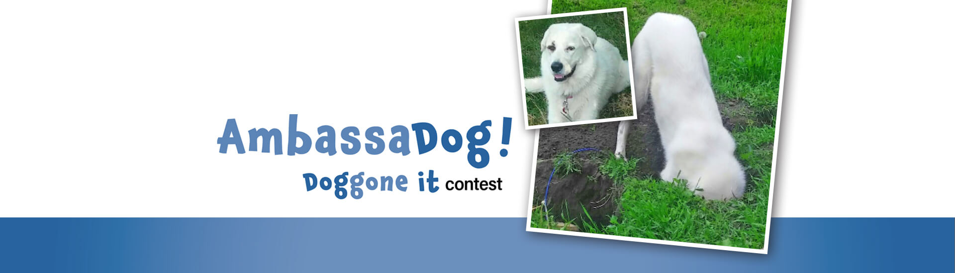 Enter your dog in our contest