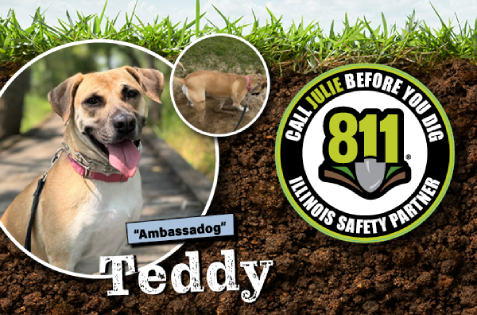 Teddy, our 2025 Doggone it photo contest winner